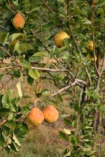 The Little Pear Tree Branch