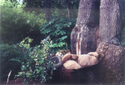 IDHHB's Zen Garden Sanctuary available to E.J. Gold and students for meditation and work exercises