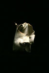 ..Spirit Guide #28.
