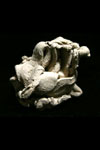 ..Spirit Guide #31.